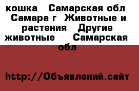 кошка - Самарская обл., Самара г. Животные и растения » Другие животные   . Самарская обл.